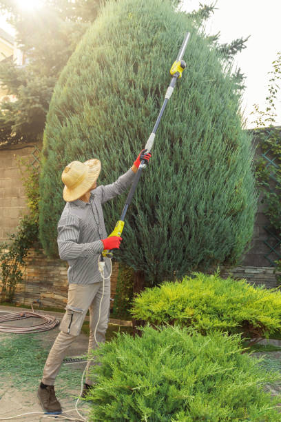 Best Hazardous Tree Removal  in Montalvin Manor, CA